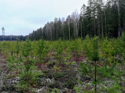 Metsa hindamine kinnistu ja raieõiguse müügiks - Timberstock OÜ