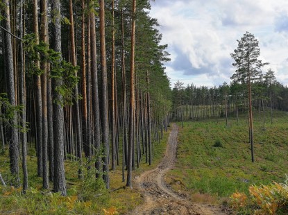 Metsa ost - Timberstock OÜ