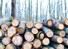 Riaeõiguse müük kogenud metsaettevõttele - Timberstock OÜ